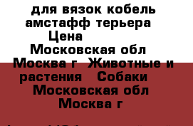  для вязок кобель амстафф терьера › Цена ­ 18 000 - Московская обл., Москва г. Животные и растения » Собаки   . Московская обл.,Москва г.